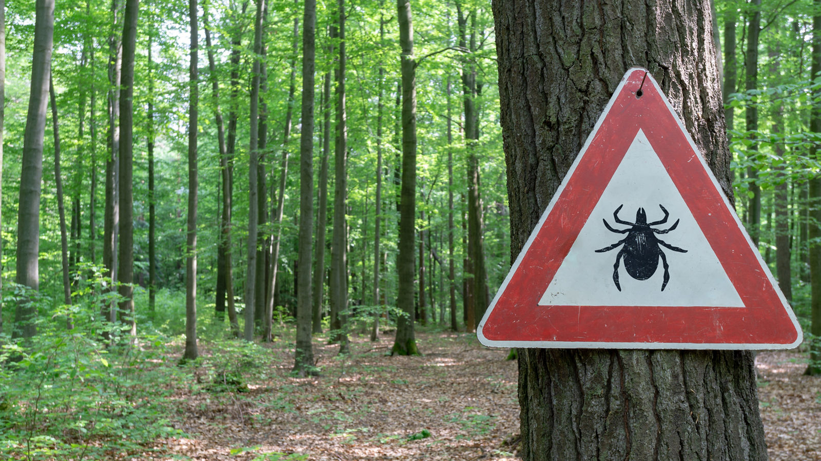 tick insect warning sign in forest