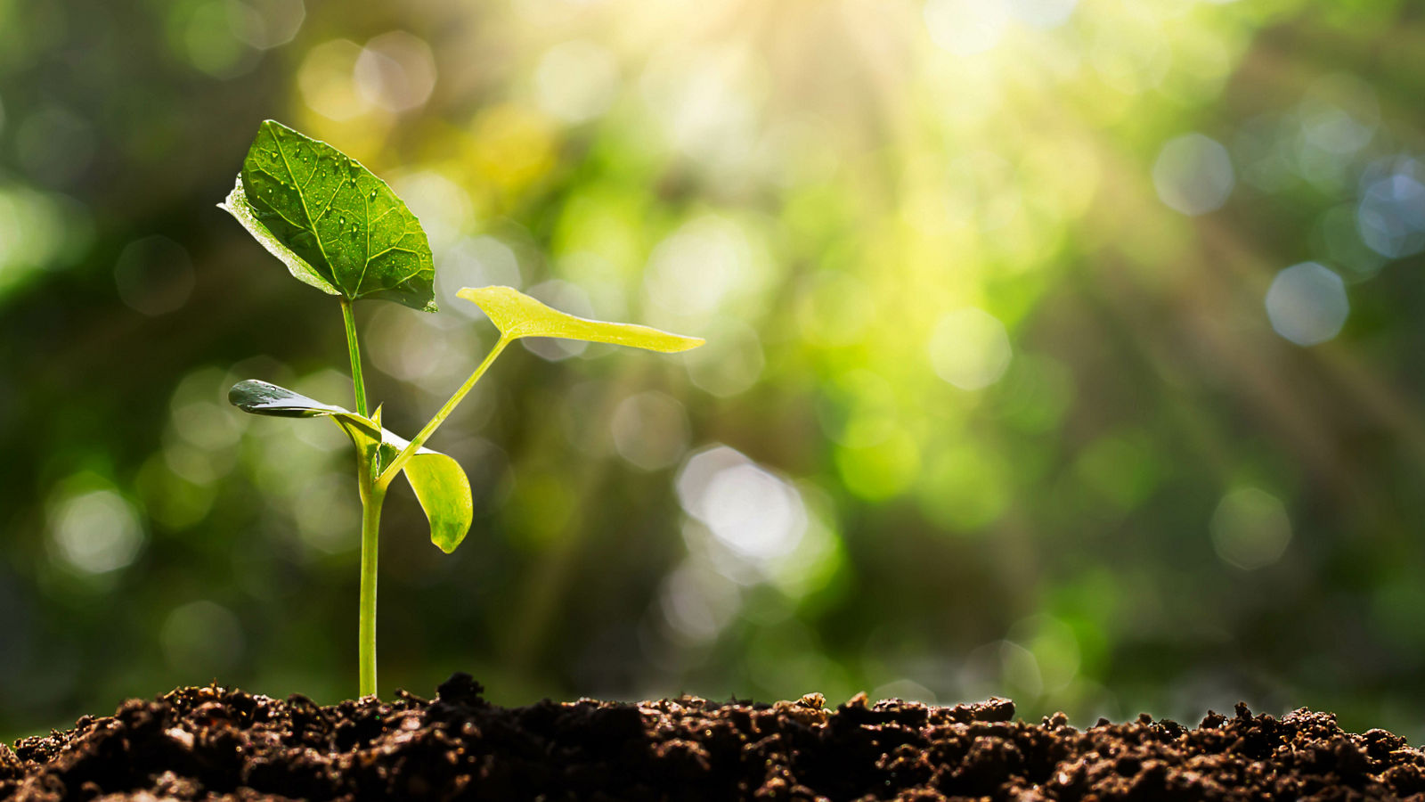 Sprout on blurred green bokeh with soft sunlight  background, environmental concept