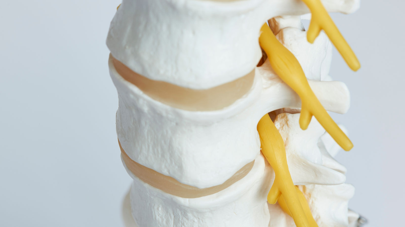 Close-up view of nerve exiting from lumbar spine model