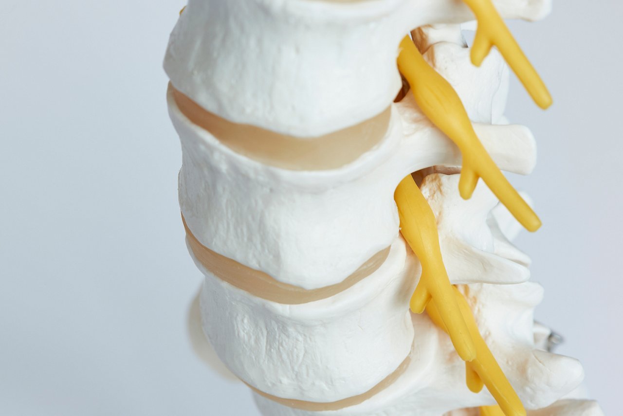 Close-up view of nerve root exiting from intervertebral foramen of lumbar spine model