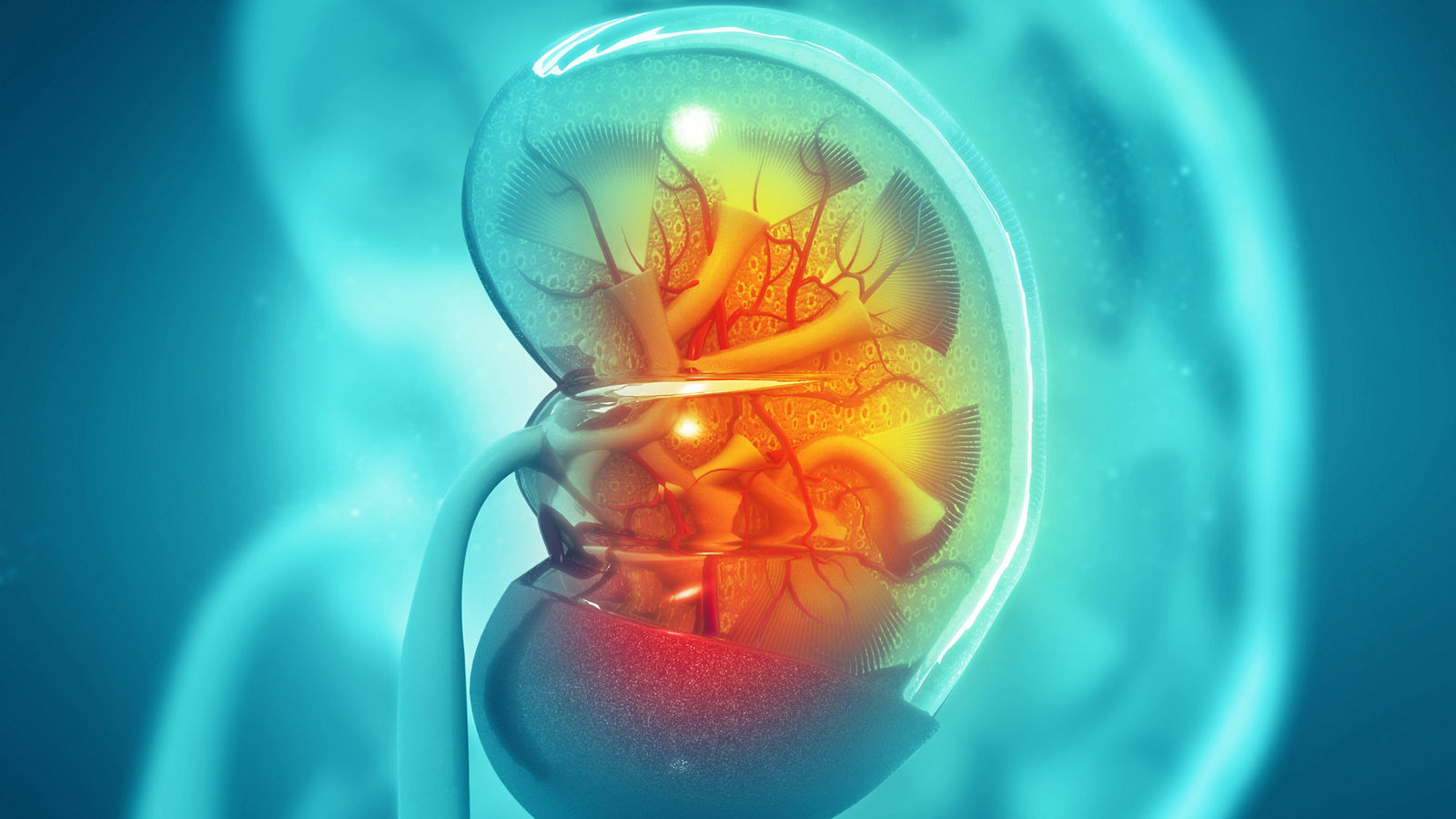 Human kidney cross section on scientific background