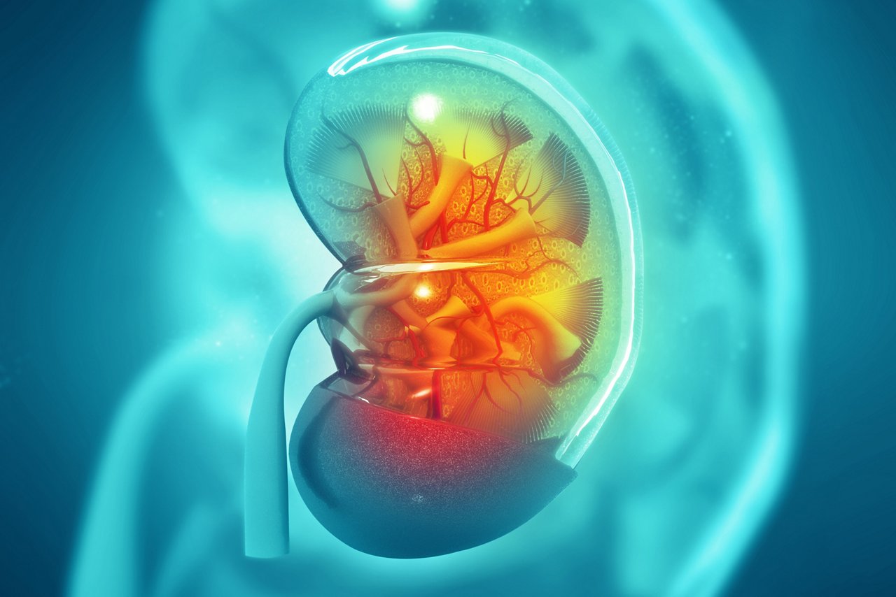 Querschnitt der menschlichen Niere auf wissenschaftlichem Hintergrundnd. 3d illustration