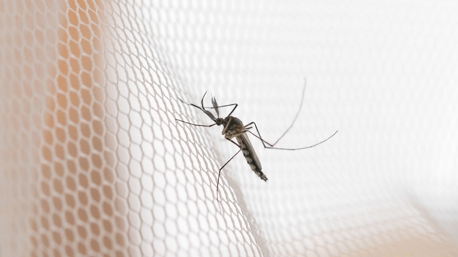 Mosquito on white mosquito wire mesh,net.Mosquito disease is carrier of Malaria, Zica Virus,Fever.