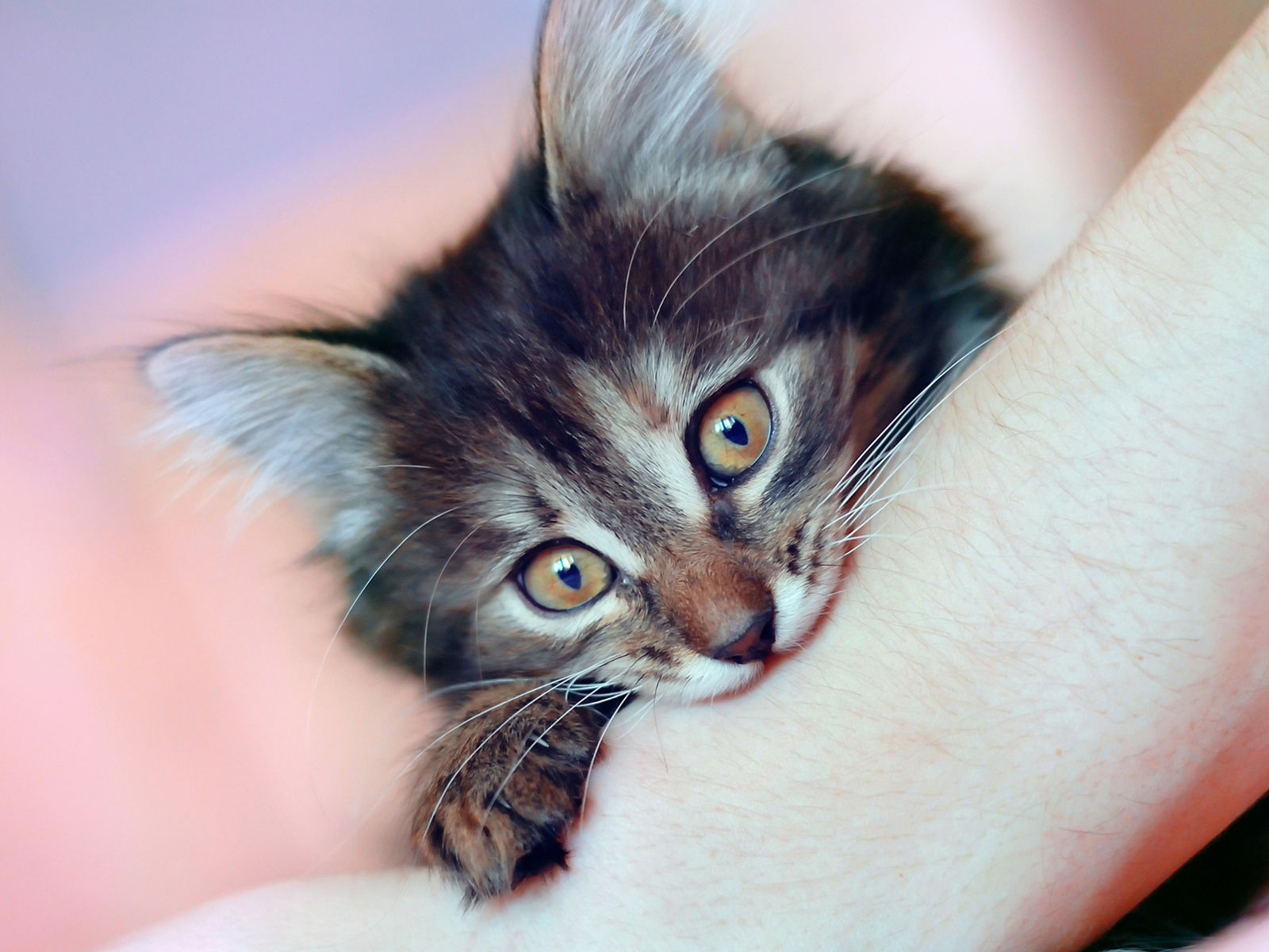 The cat bites the hand