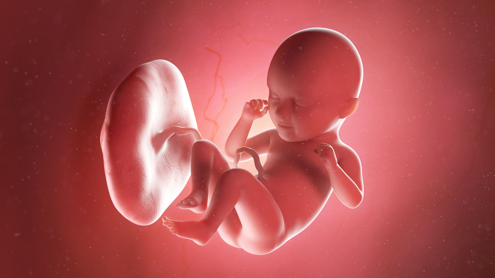 3d rendered medically accurate illustration of a fetus at week 35