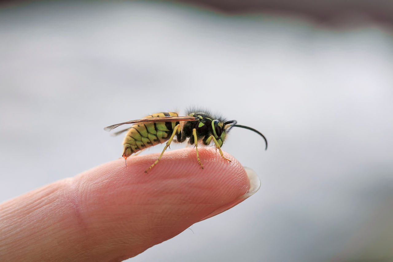 Insektengifte: Kleiner Stich, große Wirkung!