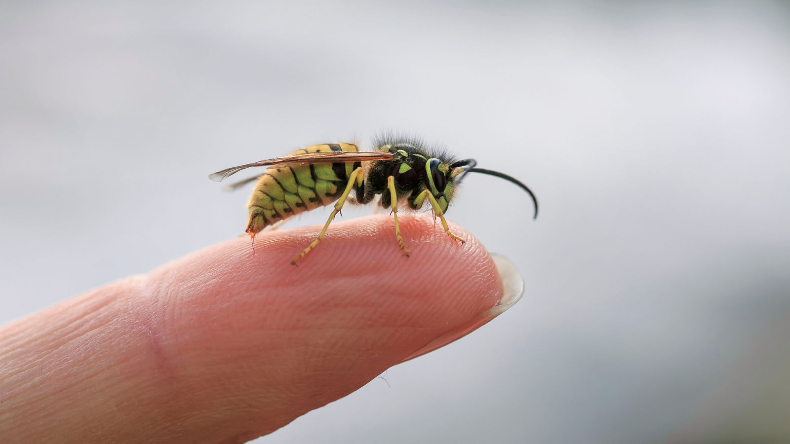  small striped dangerous insect wasp stings a man's finger with a sharp needle in a summer garden
