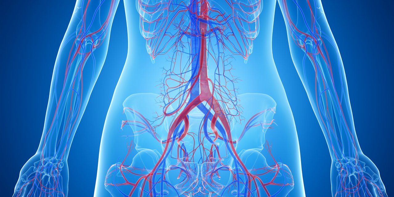 3d rendered medically accurate illustration of the abdominal blood vessels