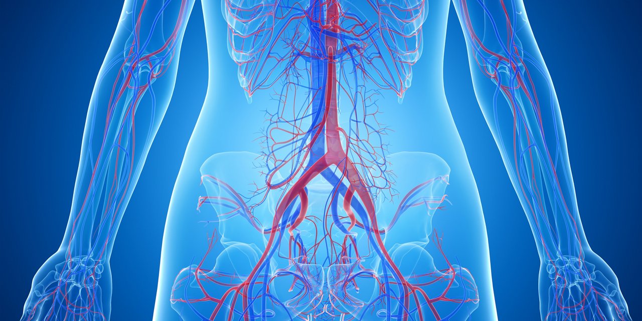 3D-gerenderte, medizinisch genaue Darstellung der Blutgefäße im Bauchraum