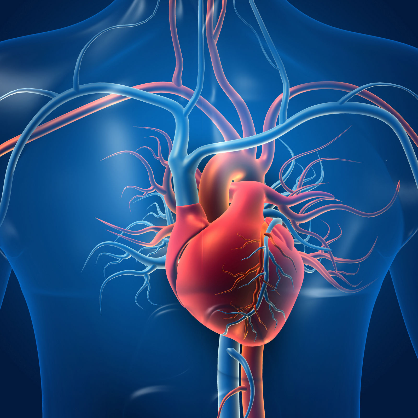 Human heart with blood vessels. 3d illustration	