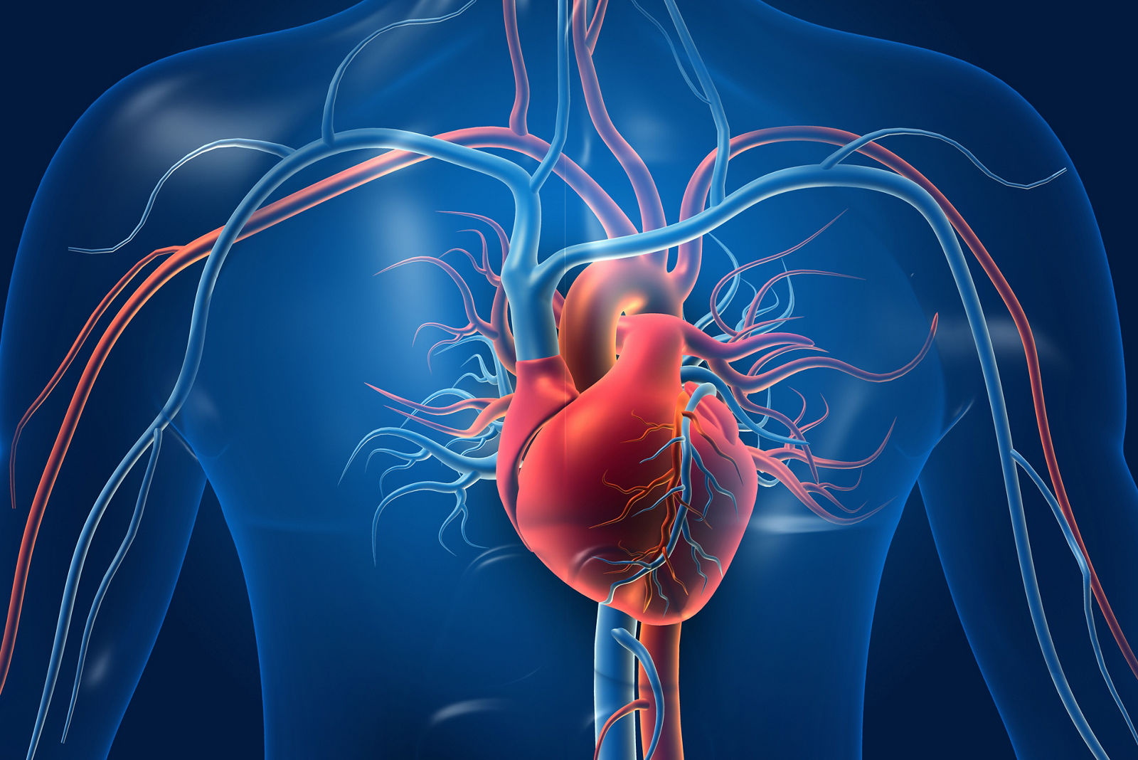 Human heart with blood vessels. 3d illustration	
