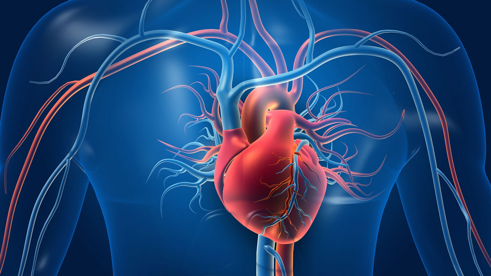 Human heart with blood vessels. 3d illustration.