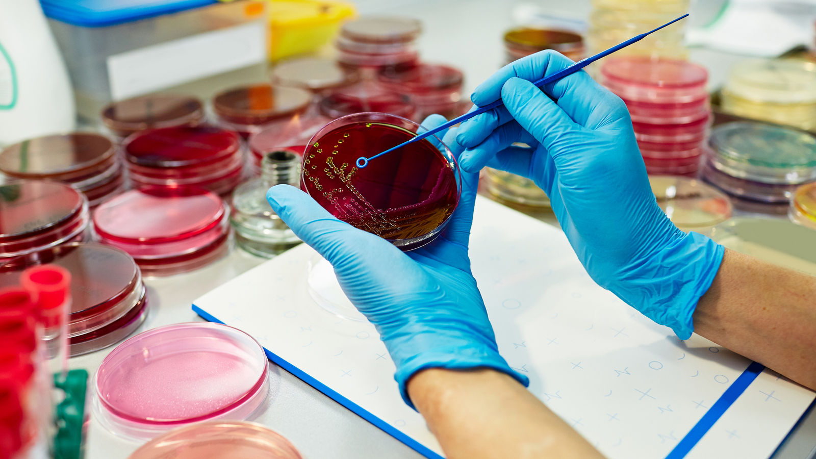 petri dish with red reagents in arm of medical chemist wearing protactive disposable gloves