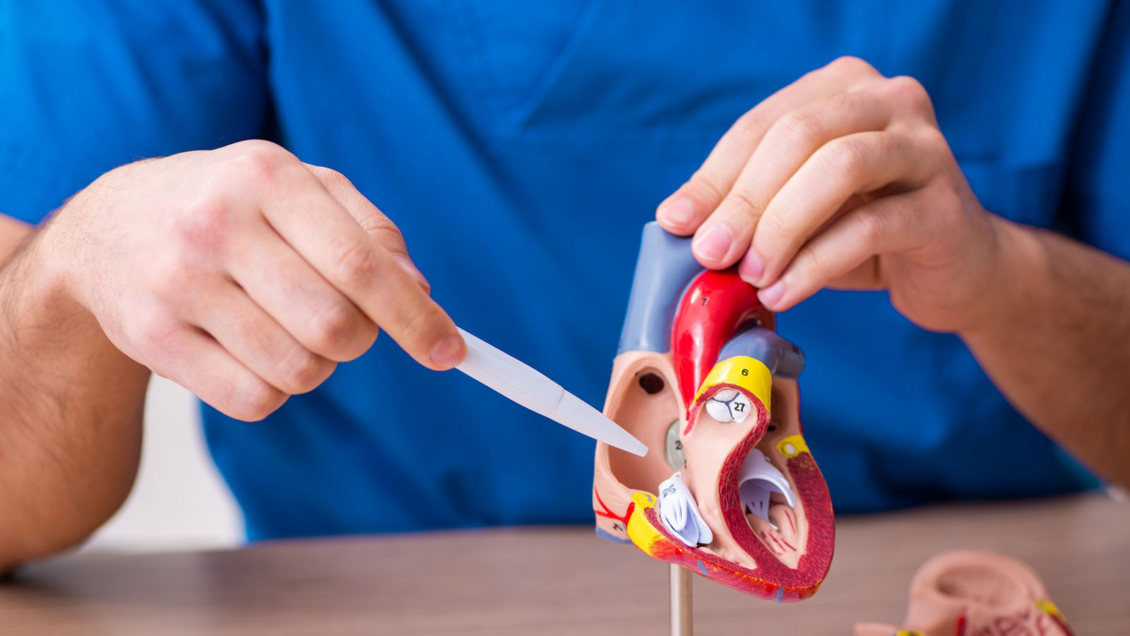 Young male doctor cardiologist explaining heart model