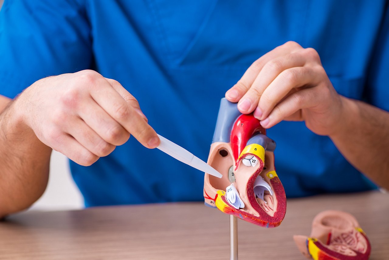 Male doctor cardiologist explaining heart model