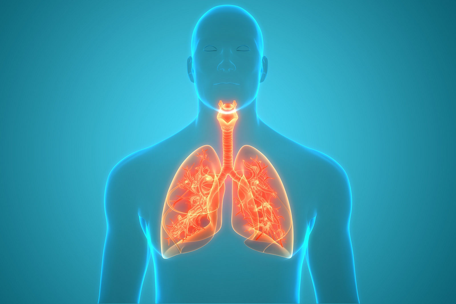 Respirationstrakt, Anatomie, Lunge