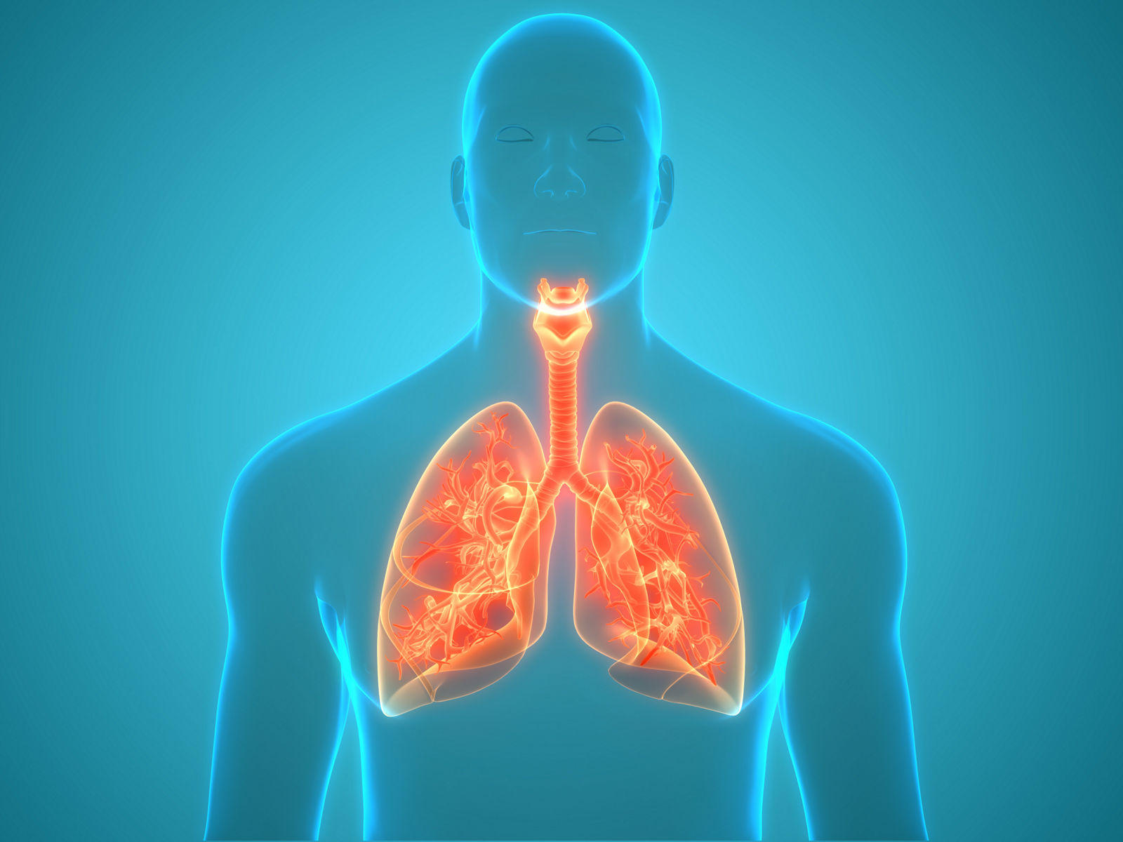 Respirationstrakt, Anatomie, Lunge