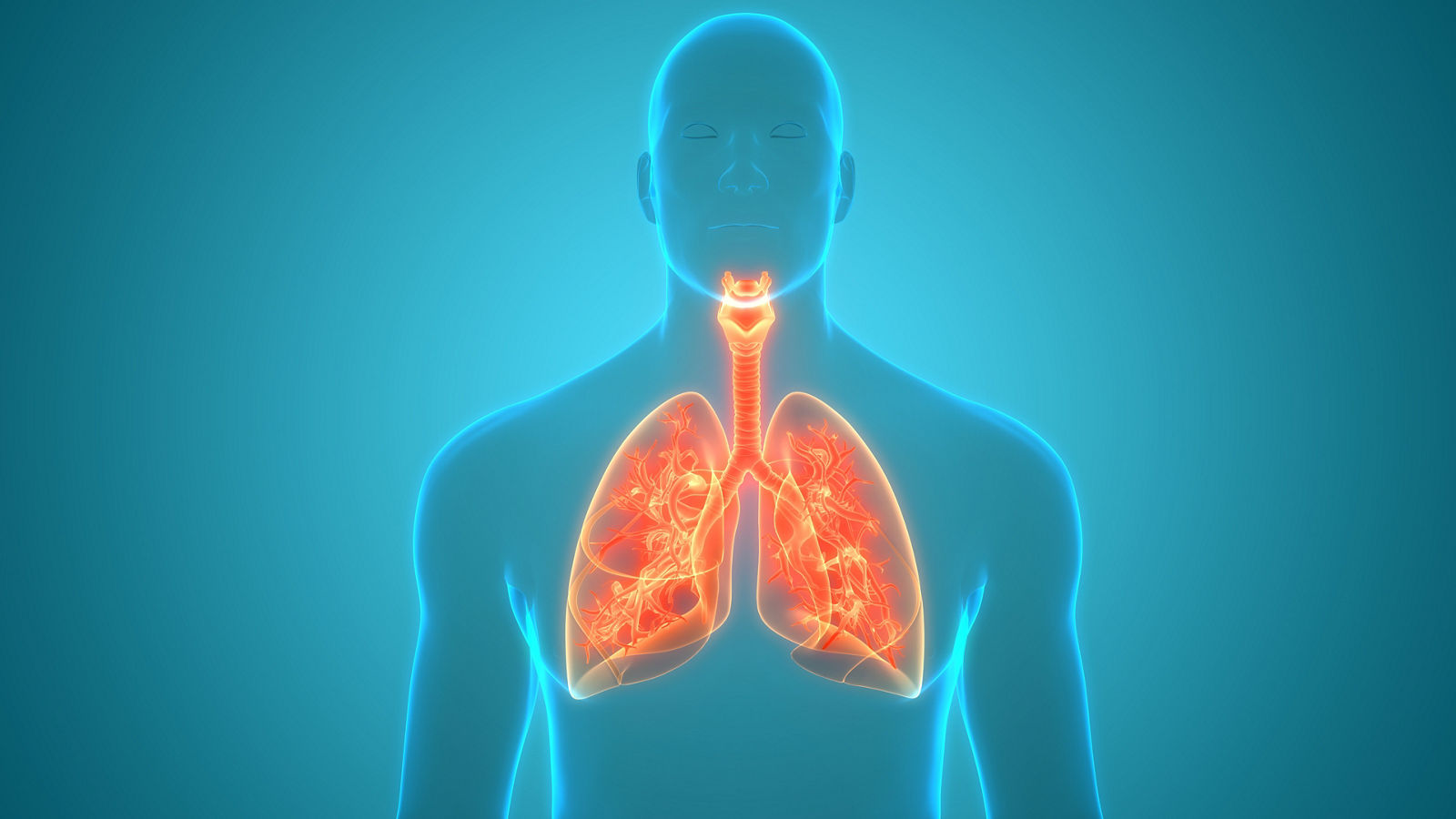 Human Respiratory System Lungs Anatomy