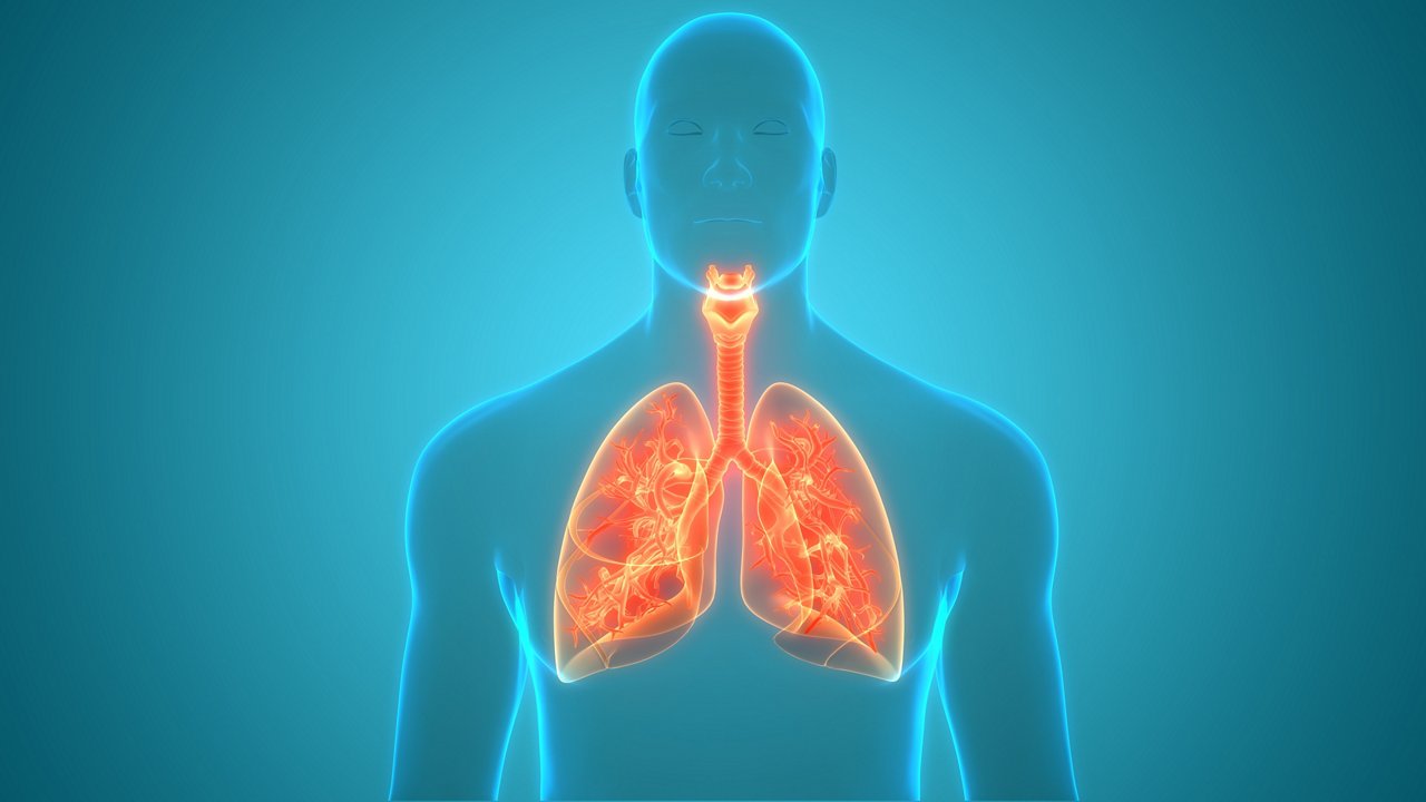 Respirationstrakt, Anatomie, Lunge