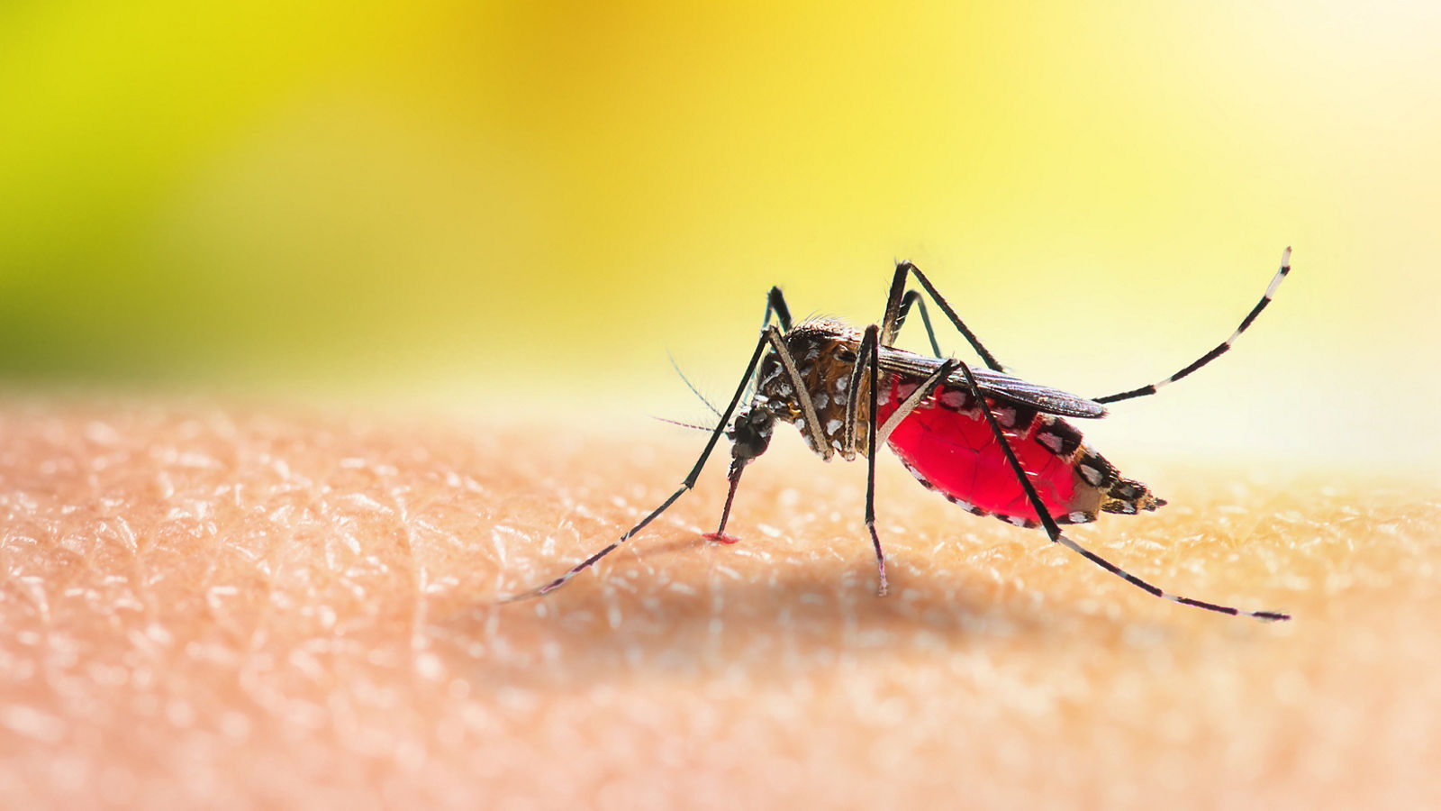 Aedes mosquitoe is sucking blood on human skin