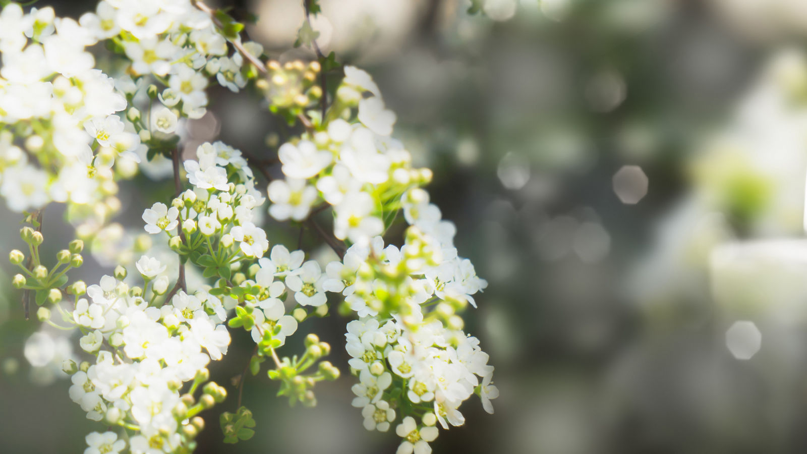 white flowering branch and 3 white candle lights outside in a garden, floral concept with burning candles decoration for contemplative athmosphere background
