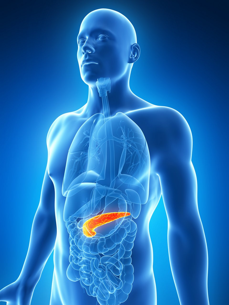 3d rendered illustration of the male pancreas