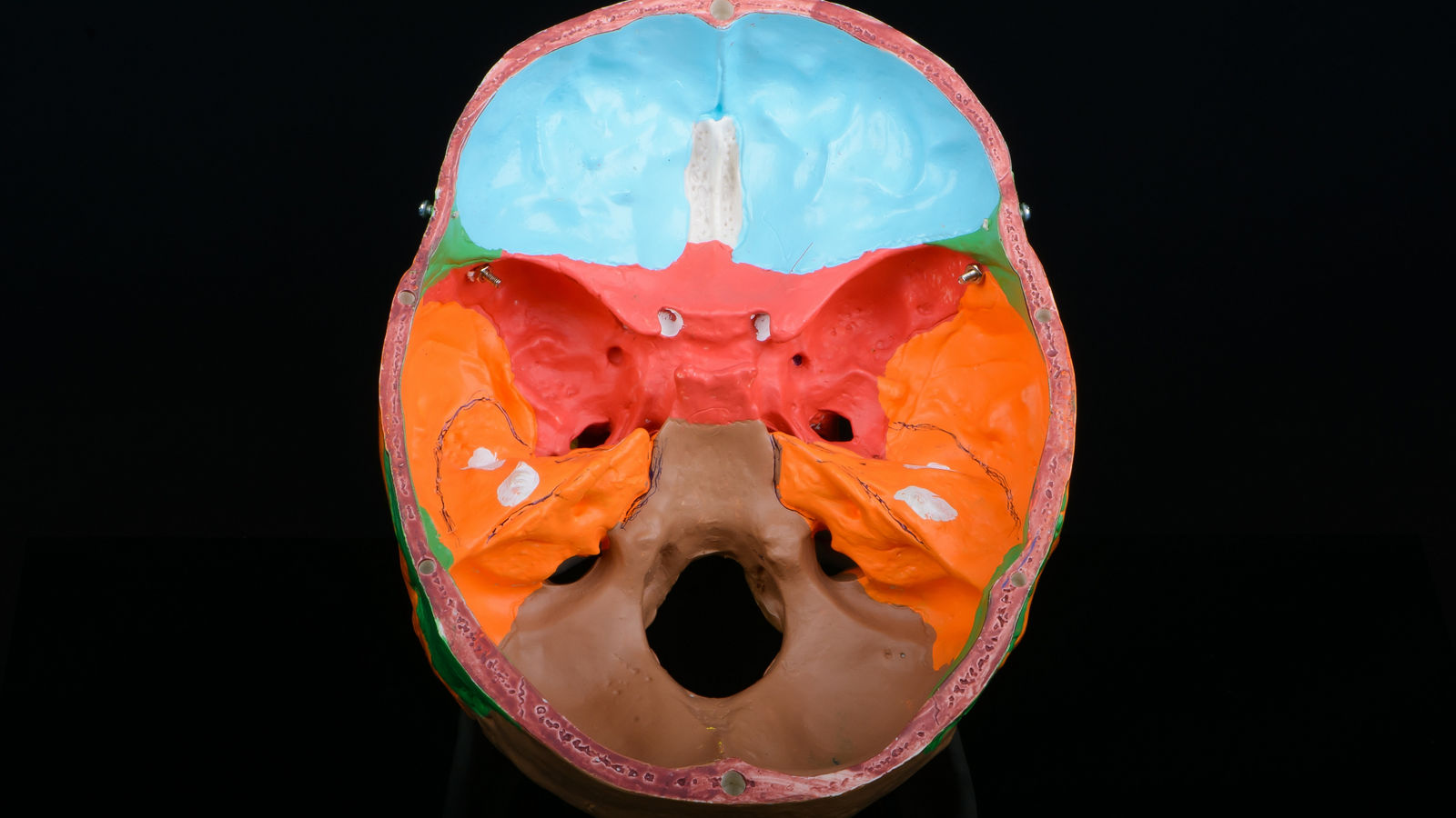 Inside top view of coloured plastic educational model of a human skull on black background.