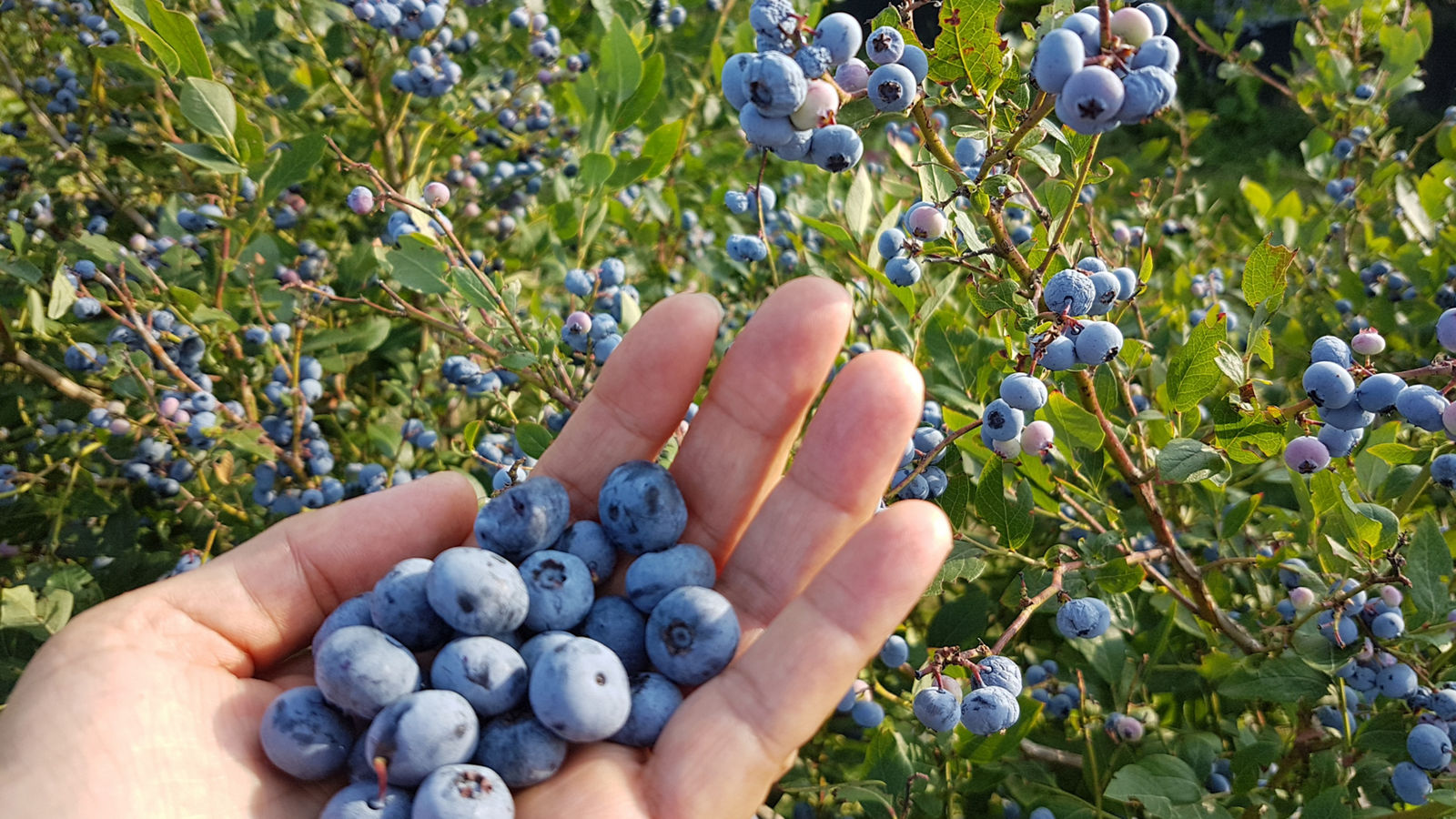 a handfull fresh picked blueberries, in front of a blueberry bush