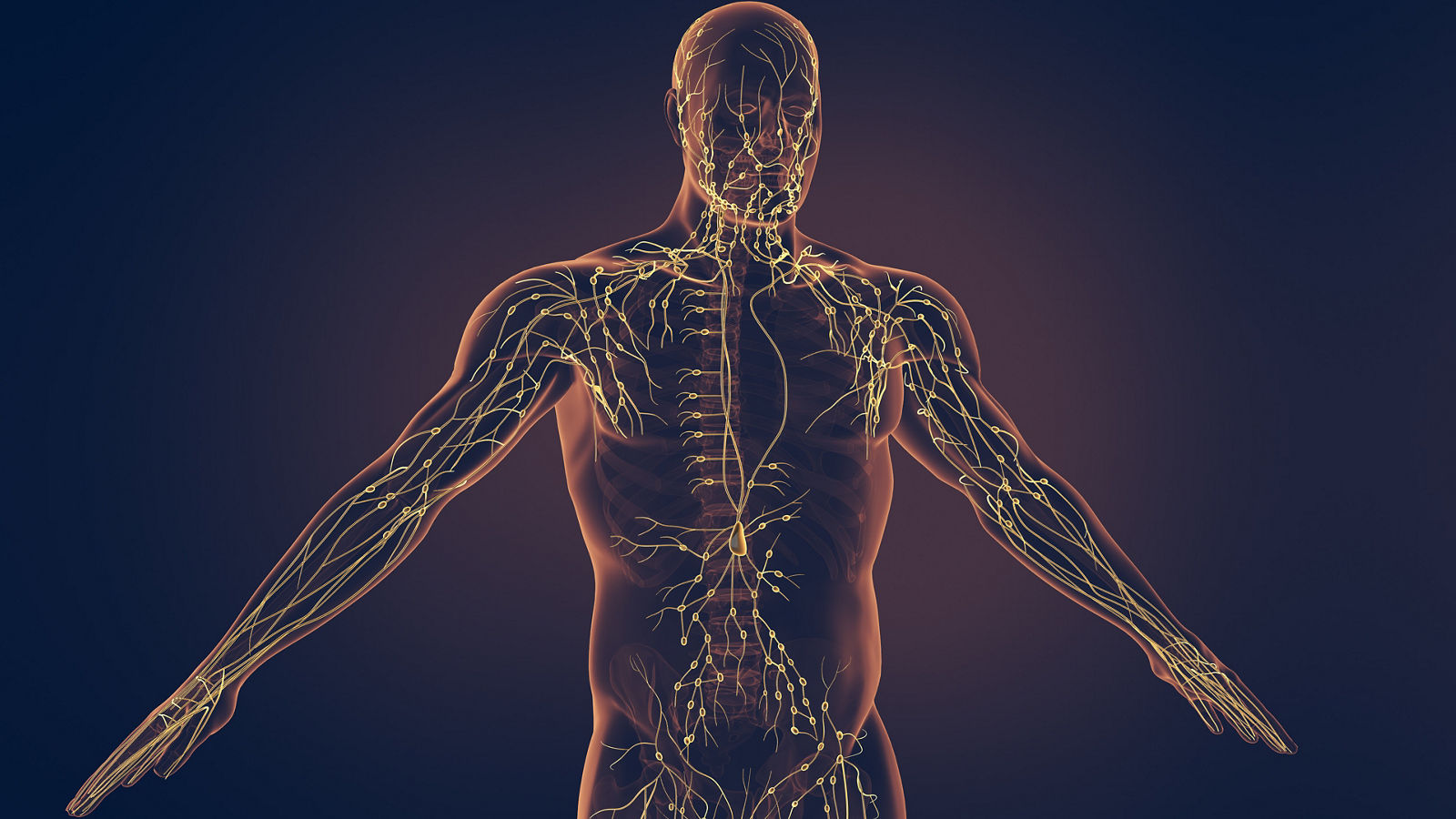 Human lymphatic system 3D illustration