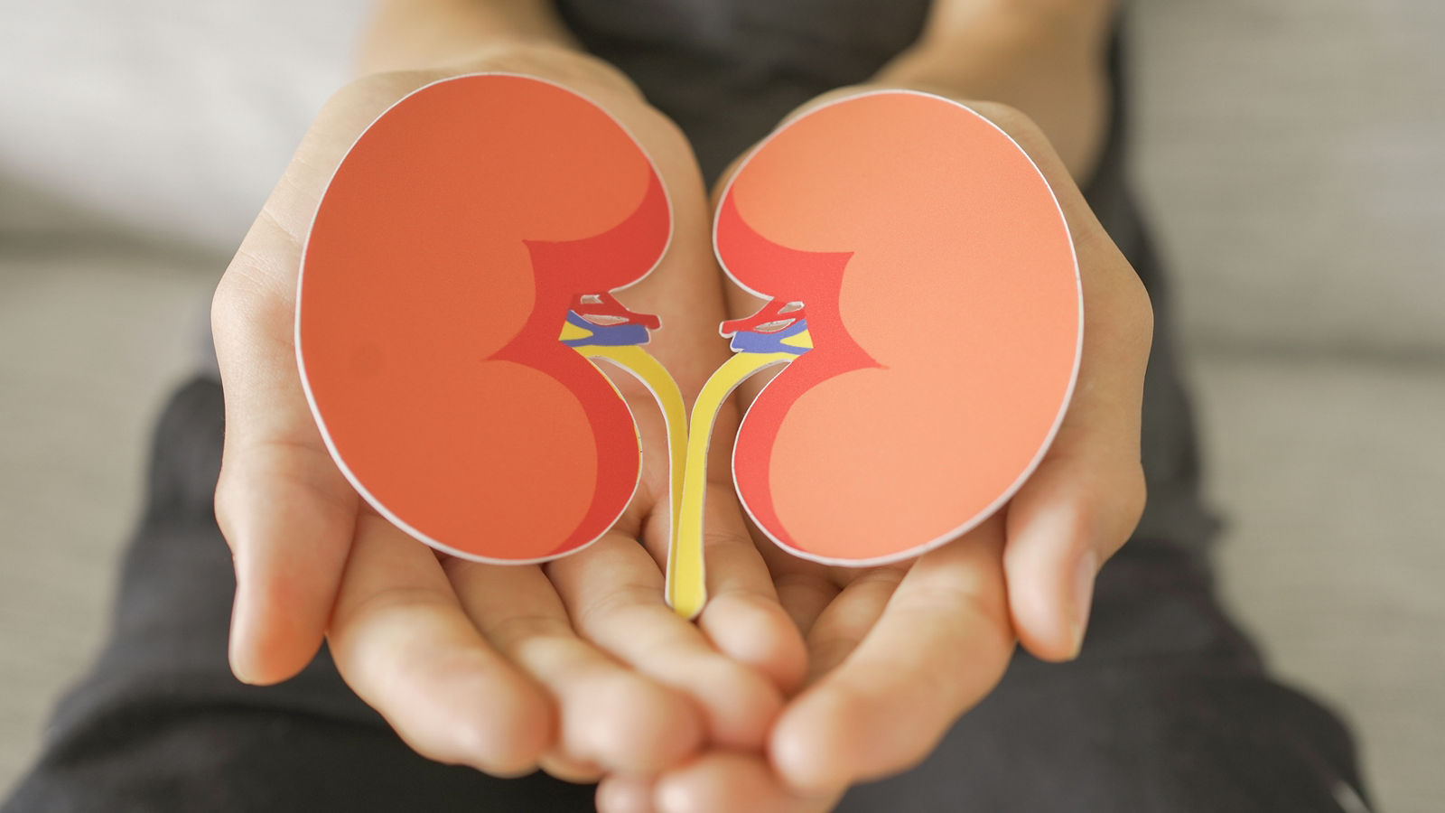 Hands holding kidney shape, chronic kidney disease, renal failure concept,Hands holding kidney shape, chronic kidney disease, renal failur