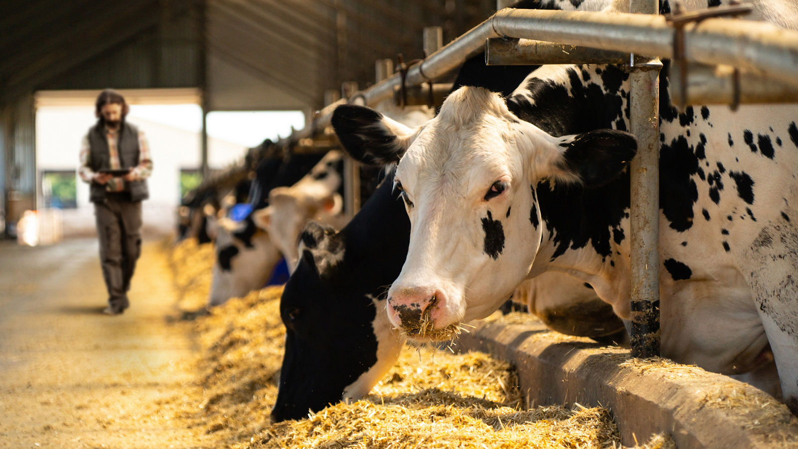 Farmer with a digital tablet in a cow farm. Herd management concept