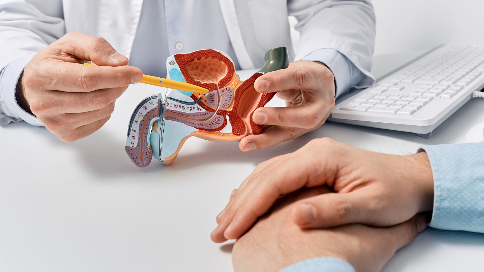 Prostate disease and treatment. Male reproductive system anatomical model in doctors hands close-up during consultation of male patient with suspected bacterial prostatitis