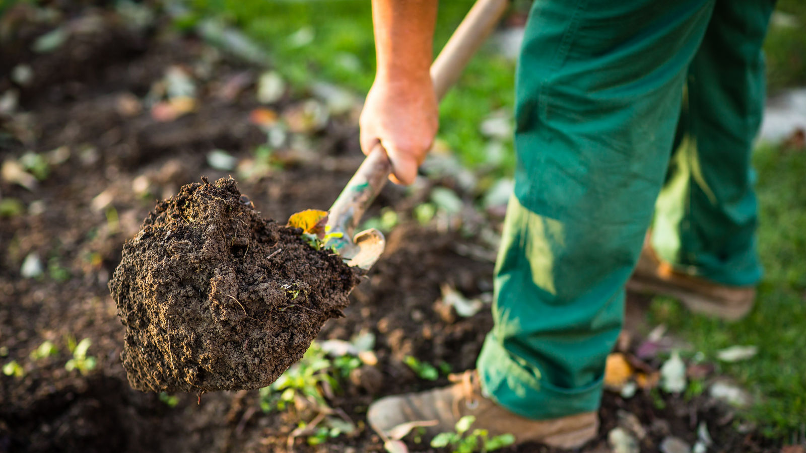 Gardening - man digging the garden soil with a spud (shallow DOF; selective focus)