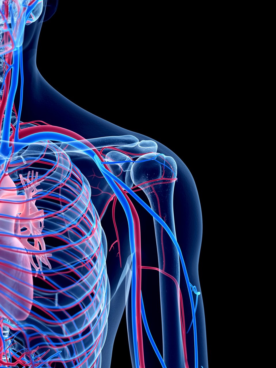 the human vascular system - 