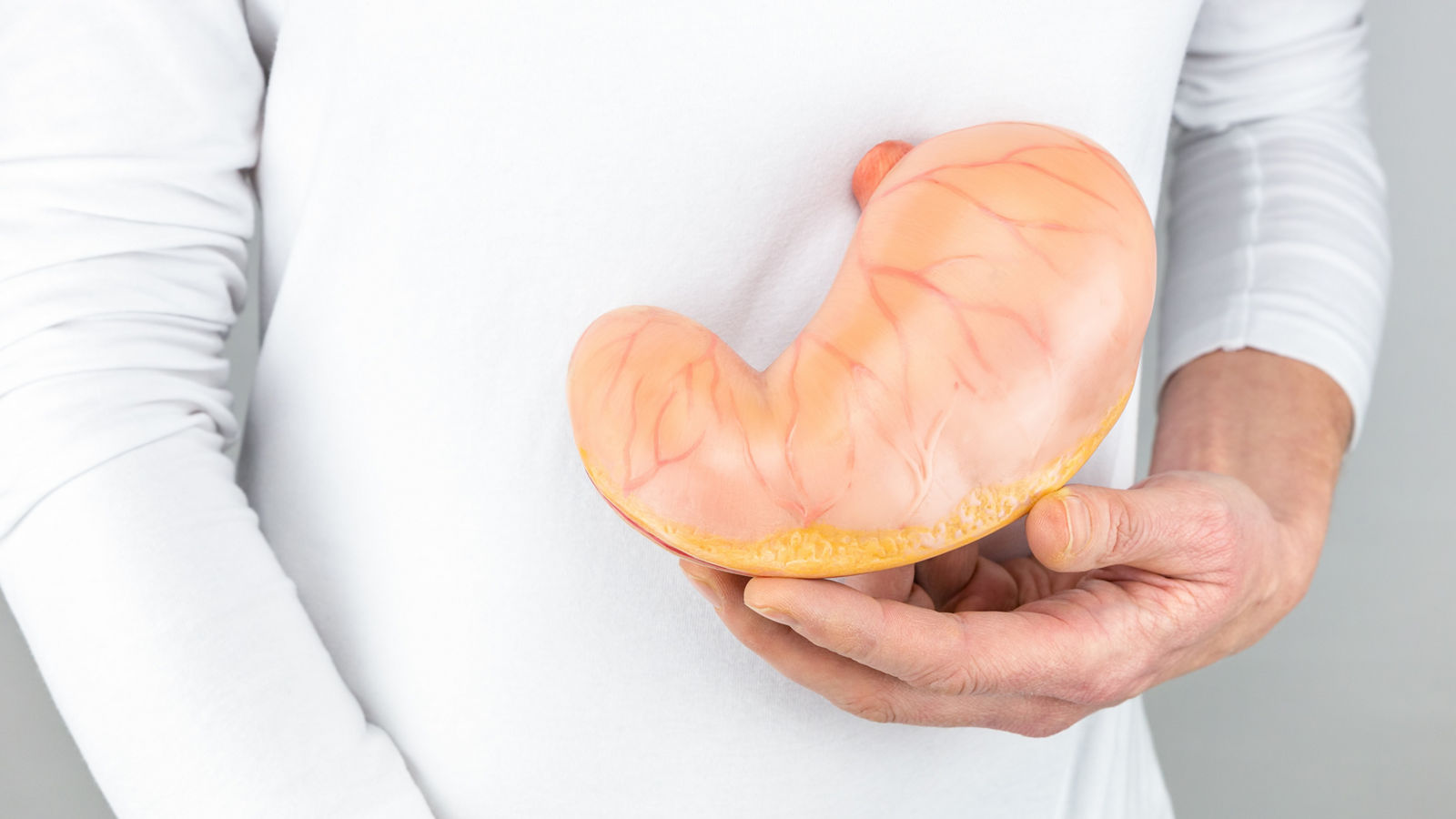 Female hand holding artificial model of human stomach