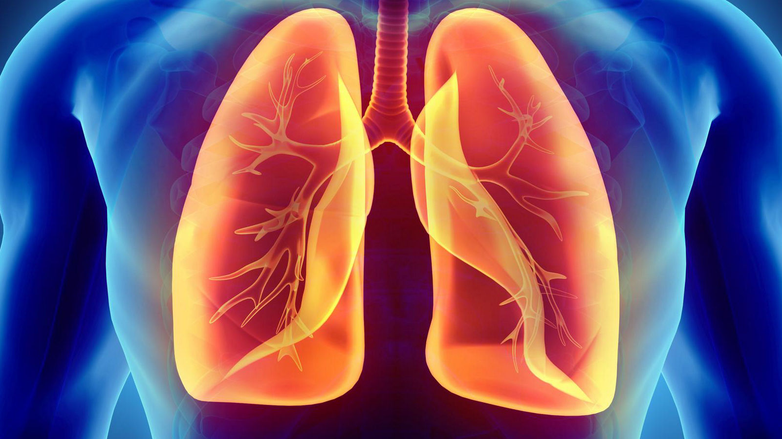 3D illustration of Lungs, medical concept.