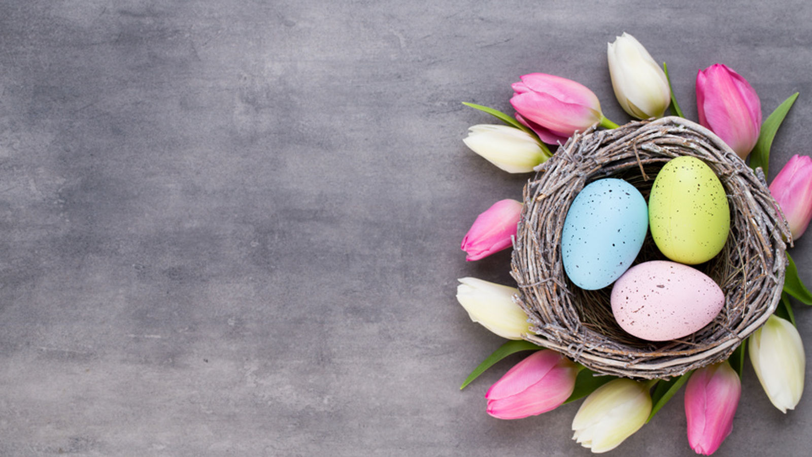 Pink tulip with pink eggs nest on a gray background. Easter greetings card.