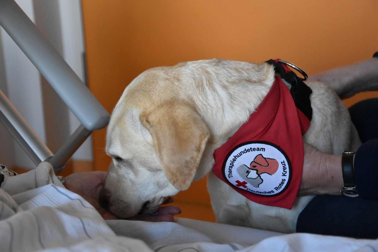 Tierischer Besuch auf der Palliativstation: Therapiehund Alba bringt Lebensfreude ins Helios Klinikum Gifhorn