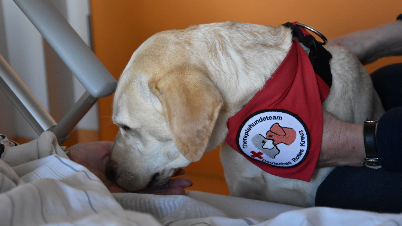 Palliativstation Gifhorn Therapiehund Alba