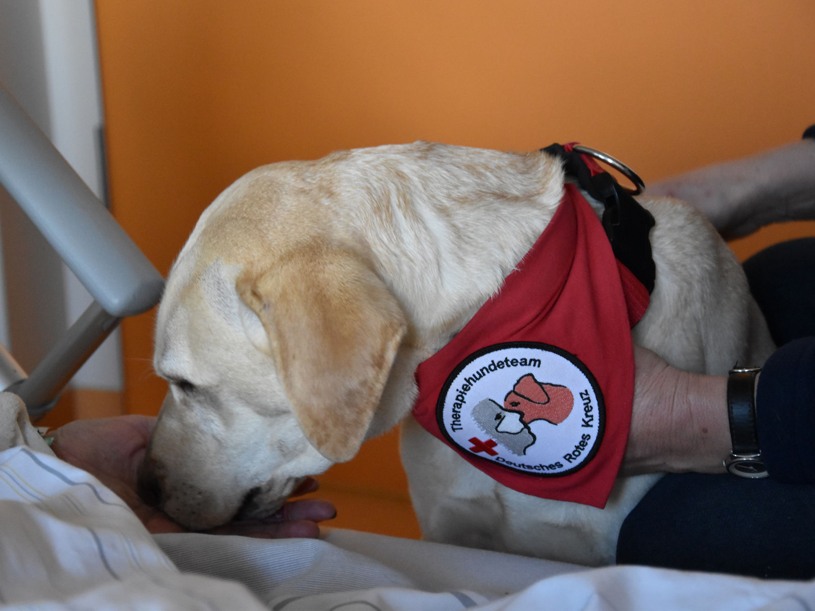 Tierischer Besuch auf der Palliativstation: Therapiehund Alba bringt Lebensfreude ins Helios Klinikum Gifhorn