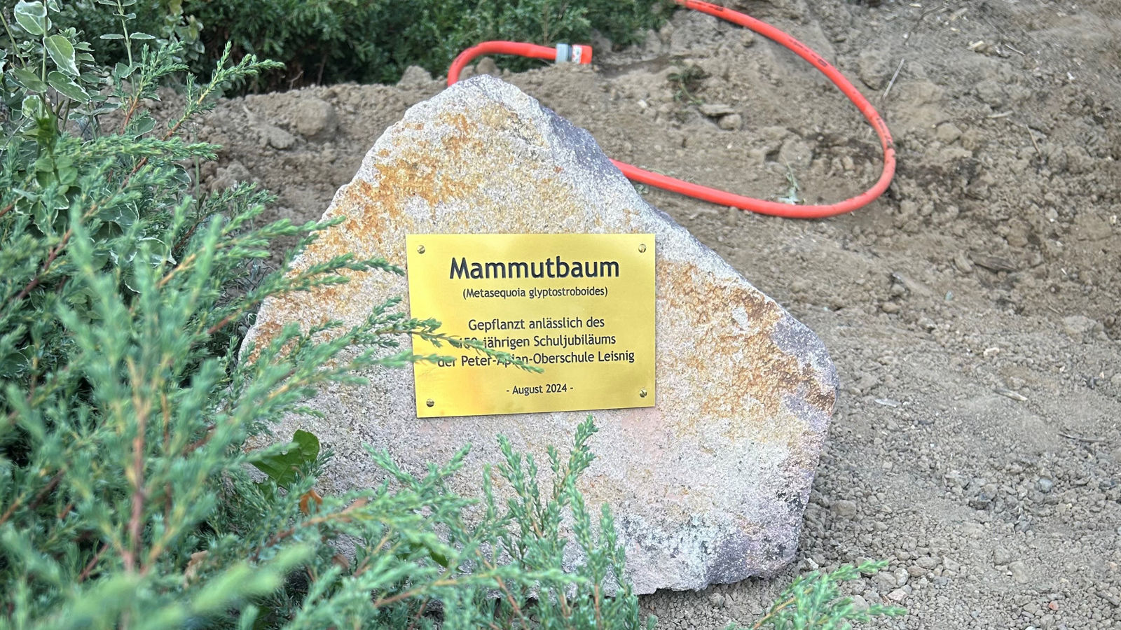 Gedenktafel Mammtbaum Oberschule Leisnig