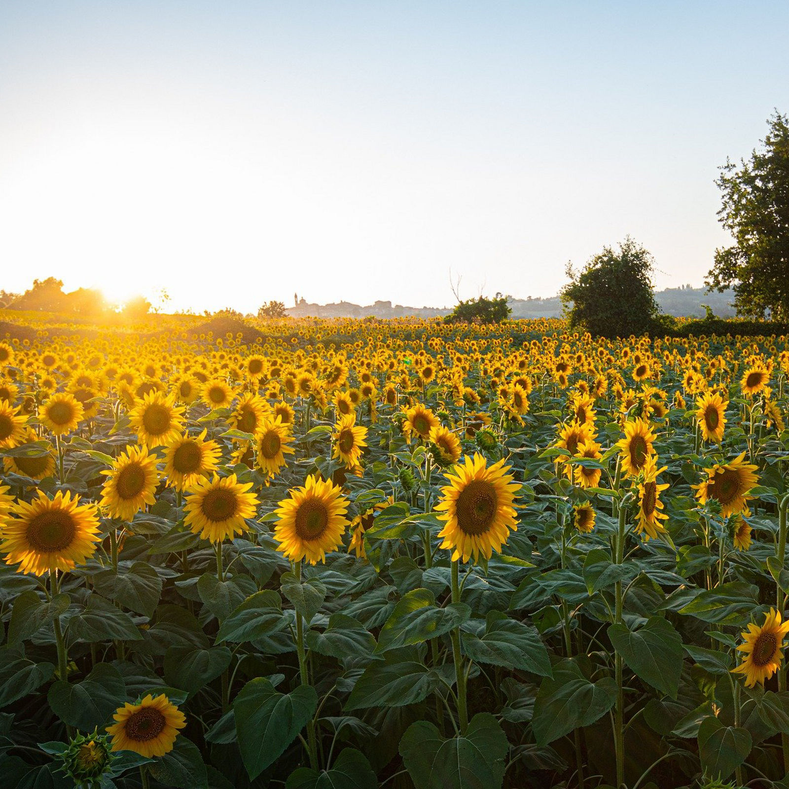 Sonnenblumen im Sonnenuntergang