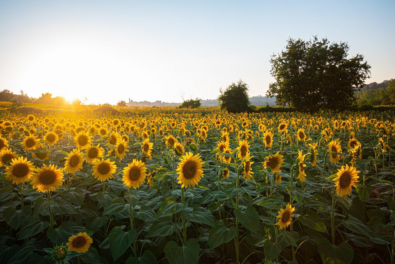 Sonnenblumen im Sonnenuntergang