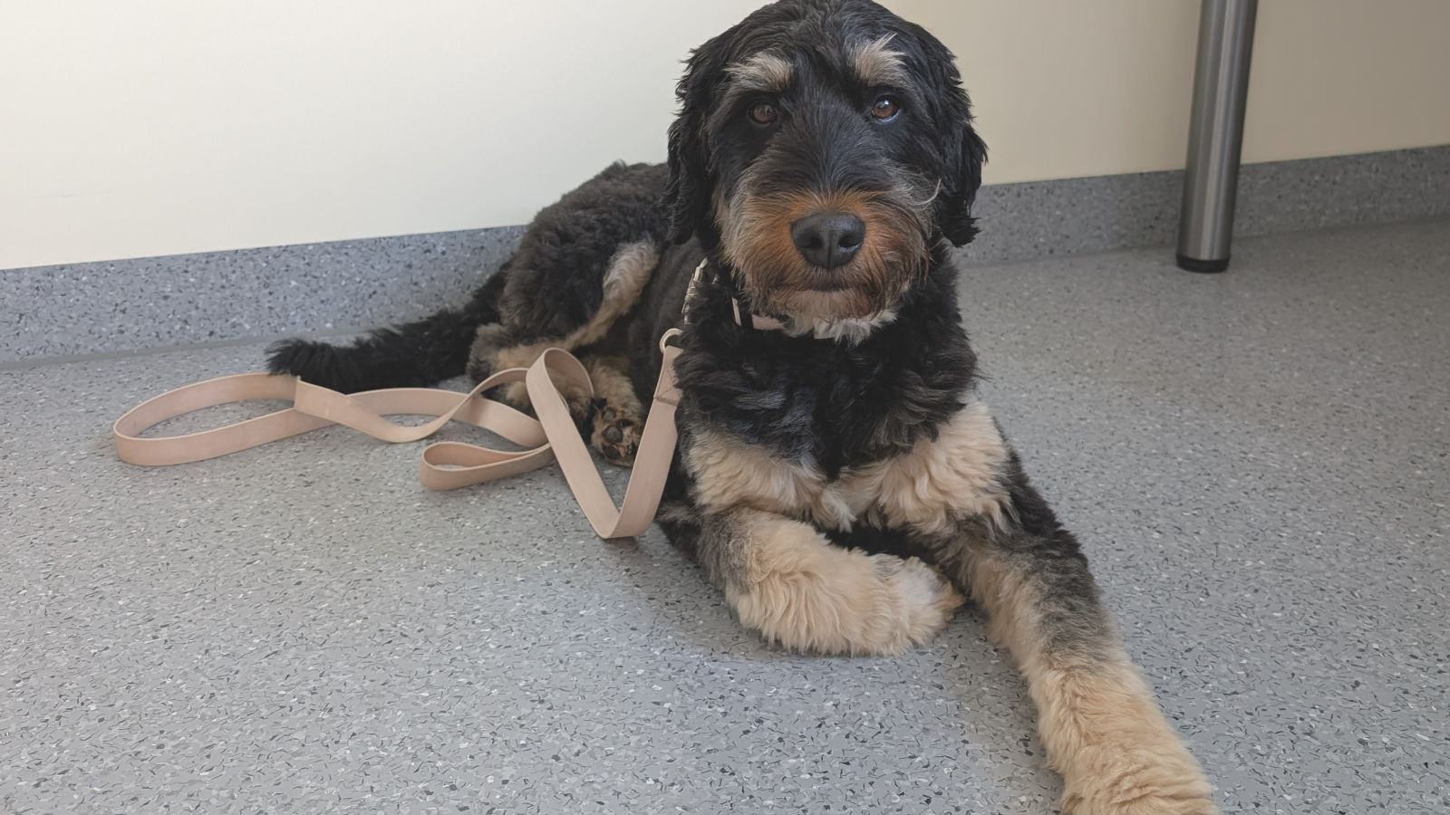 Hündin Lucy