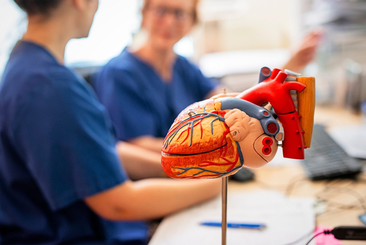 Herzmodell Ärztinnen im Herzzentrum Niederrhein Krefeld