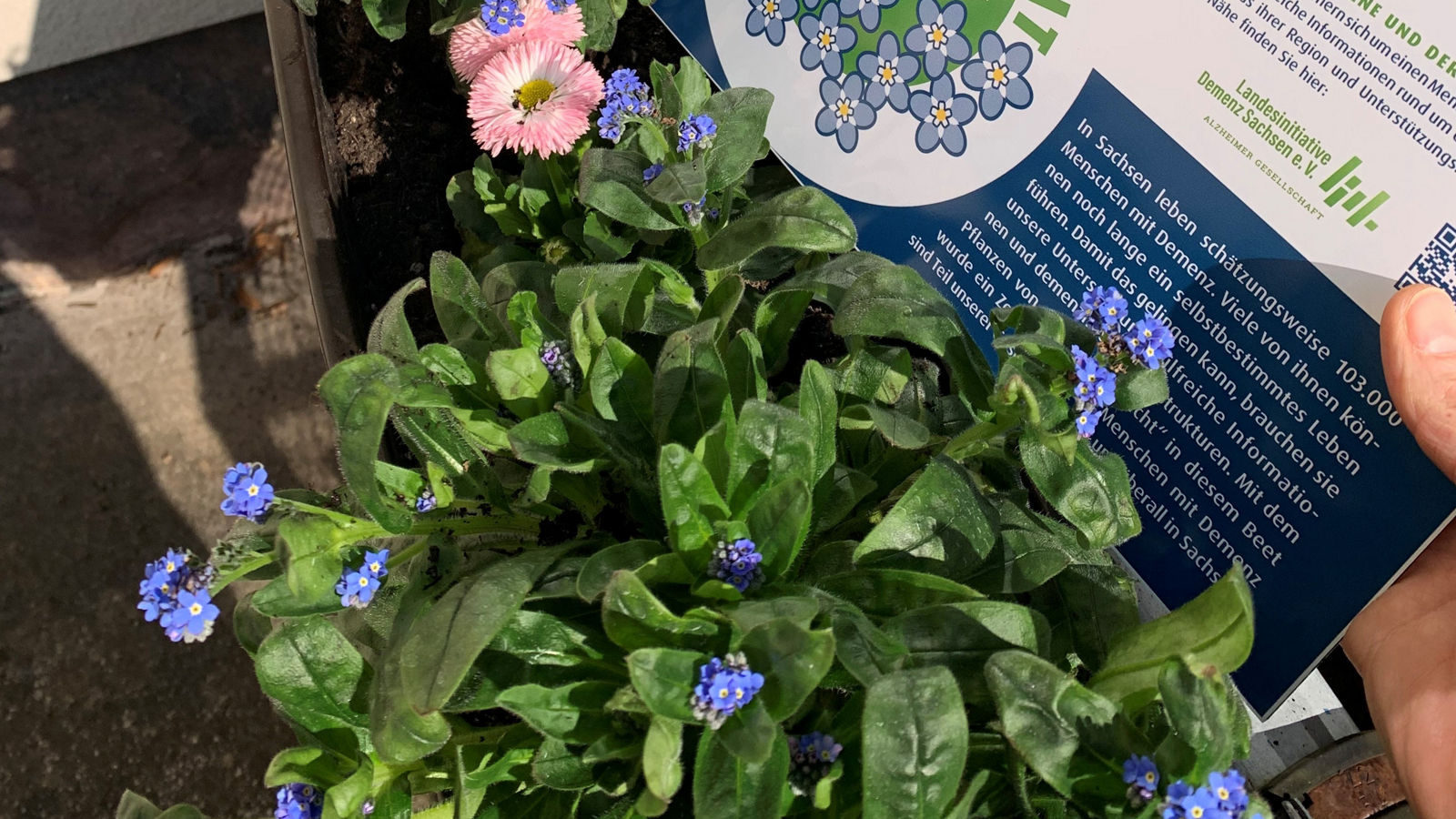 Gepflanzte VERGISS?MEIN!NICHT