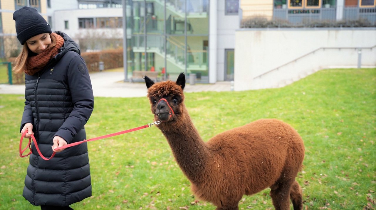 Im Zentrum für seelische Gesundheit bieten wir auch Tiertherapien wie beispielsweise die Alpaka-Therapie an.