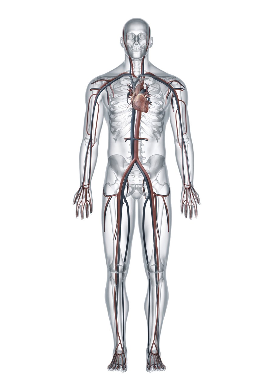 Aorta Herzzentrum Leipzig Gefässe
