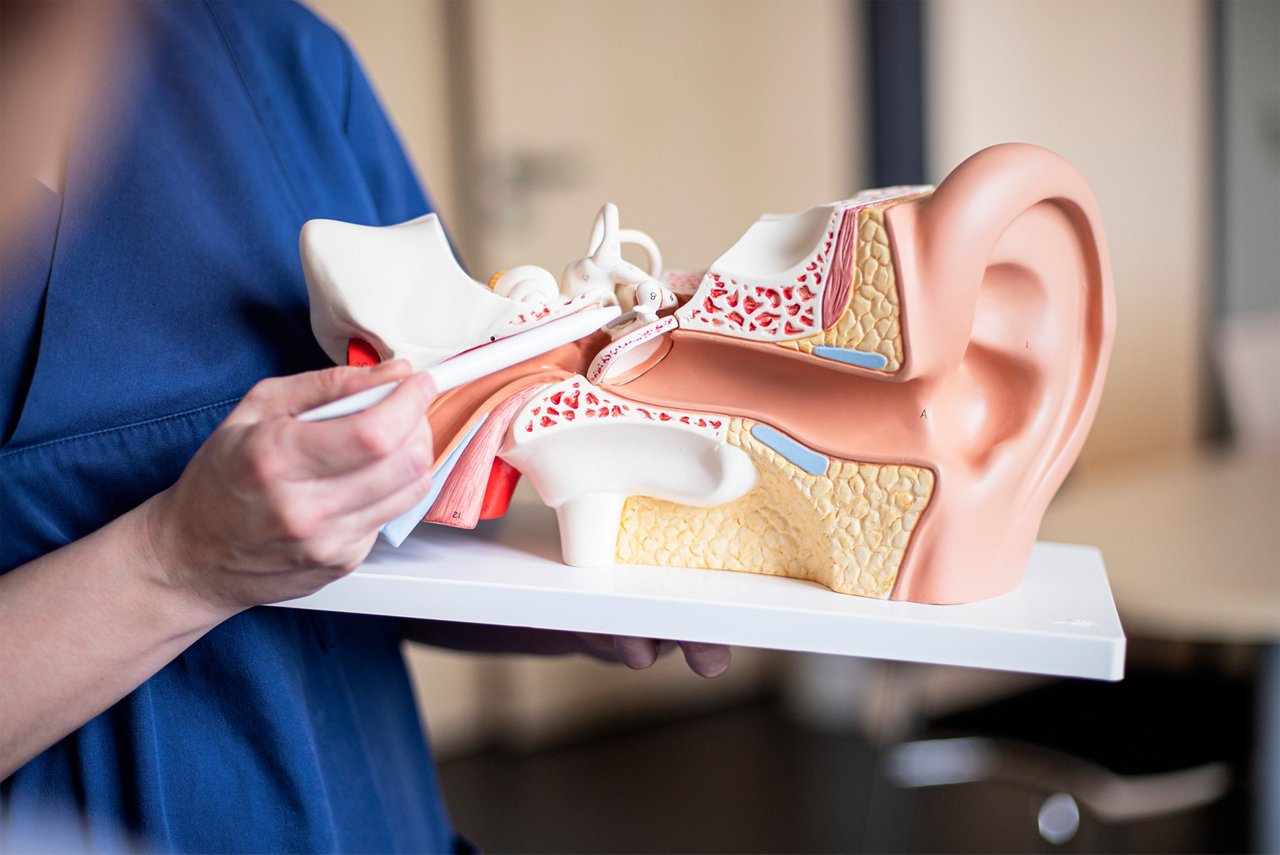 HNO-Ärztin zeigt das Modell eines Ohres