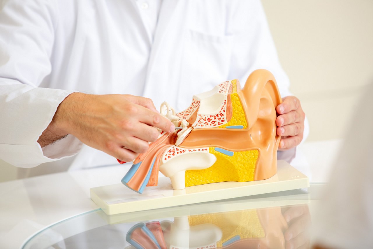Arzt zeigt auf Ohrenmodell